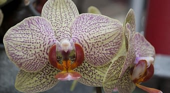 Las propiedades beneficiosas de la orquídea y las notas históricas.