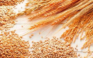 Los beneficios del aceite de germen de trigo