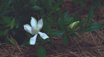 Extracto de Gardenia que es y donde se usa