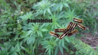 Cannabidiol o Cbd ¿Qué es? El ingrediente activo del cannabis con propiedades terapéuticas