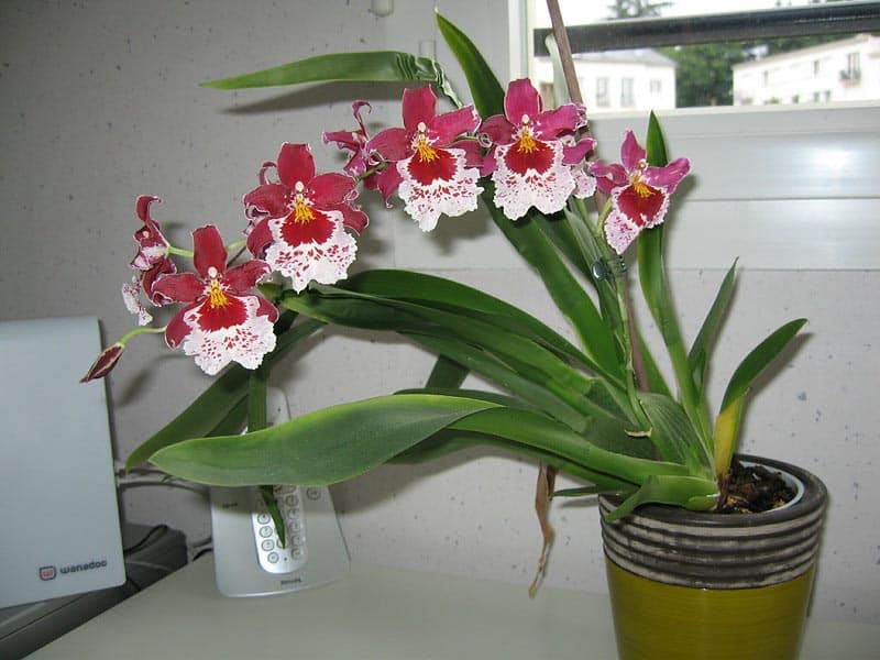 Orchidea In Casa Benefici